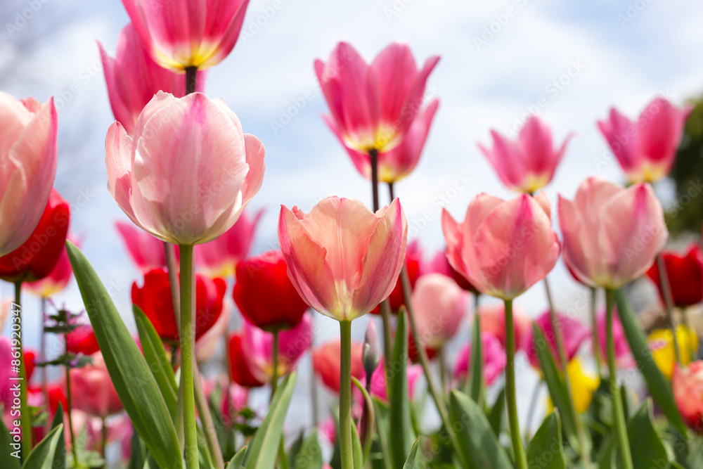 Beautiful tulip flower garden. The Expo 70 Commemorative Park, Osaka, Japan Beautiful tulip flower garden. The Expo 70 Commemorative Park, Osaka, Japan