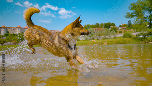 CLOSE UP: Young puppy is playing in the cool stream running past nearby castle. photo