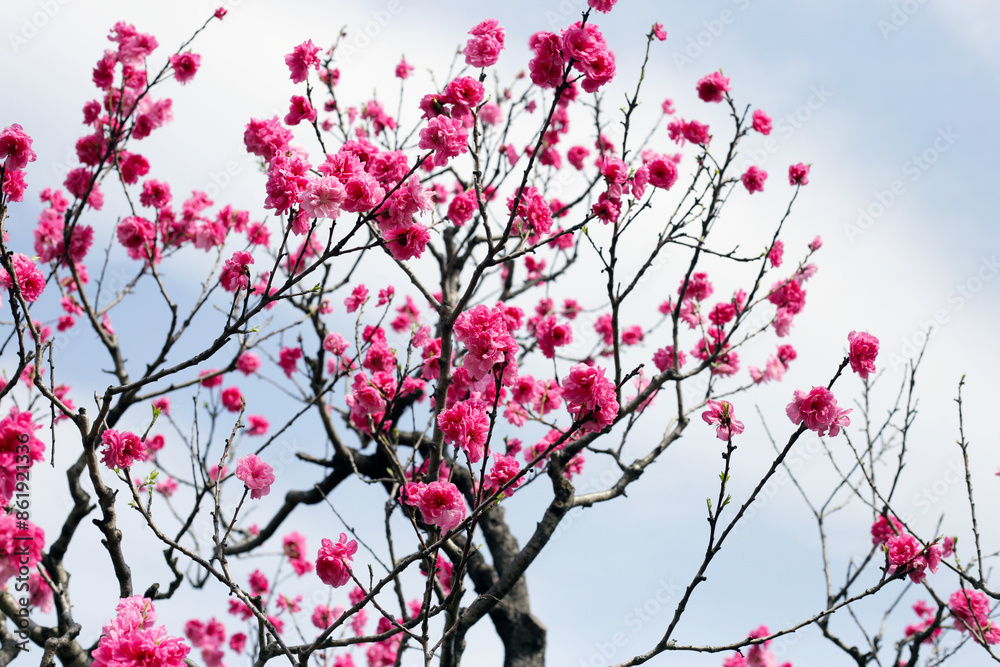 Japan cherry blossom, Branches of sakura flowers with blue sky Japan cherry blossom, Branches of sakura flowers with blue sky