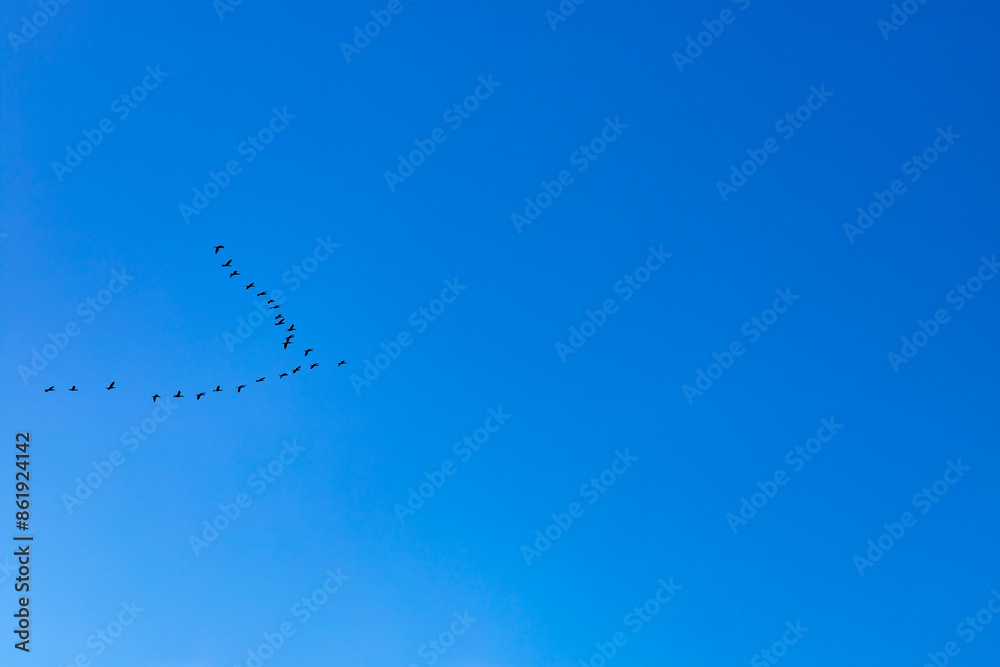 Teamwork of flying birds. Birds flying together in a v shape. Teamwork of flying birds. Birds flying together in a v shape.