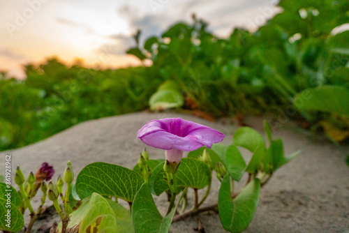 una pequeña flor entre la arena del mar 