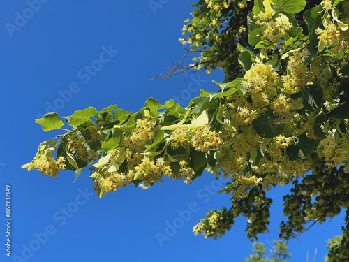 Ast einer Linde in voller Blüte  photo