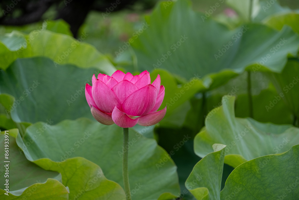 蓮の花 蓮の花