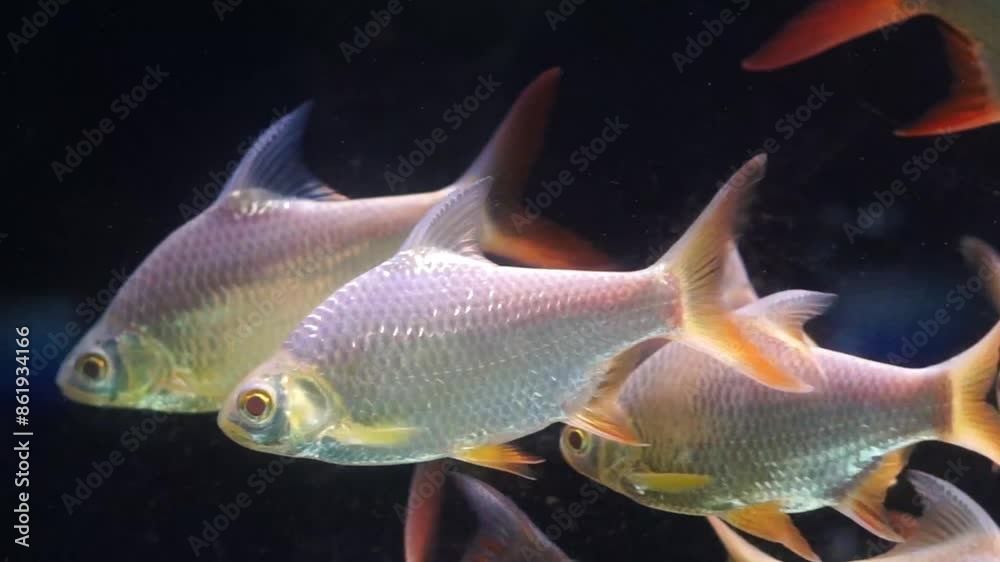 4K recording
Barbonymus schwanenfeldii or schwanenfeld's tin foil barb is swimming in the aquarium. freshwater fish in Indonesia 4K recording
Barbonymus schwanenfeldii or schwanenfeld's tin foil barb is swimming in the aquarium. freshwater fish in Indonesia