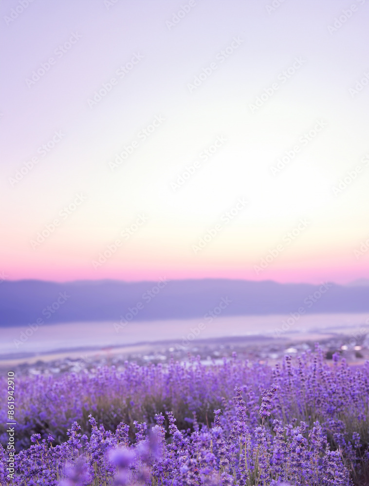 Beautiful image of lavender.Blossom field Beautiful image of lavender.Blossom field