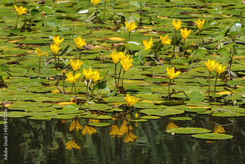 Blüten und Blätter der Europäischen Seekanne (Nymphoides peltata) in einem Teich mit Spiegelung im Wasser. photo