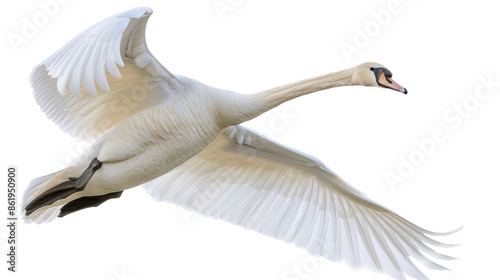 Fototapeta Naklejka Na Ścianę i Meble -  Swan in flight on white background. Graceful white swan with wings spread soaring through a bright white sky