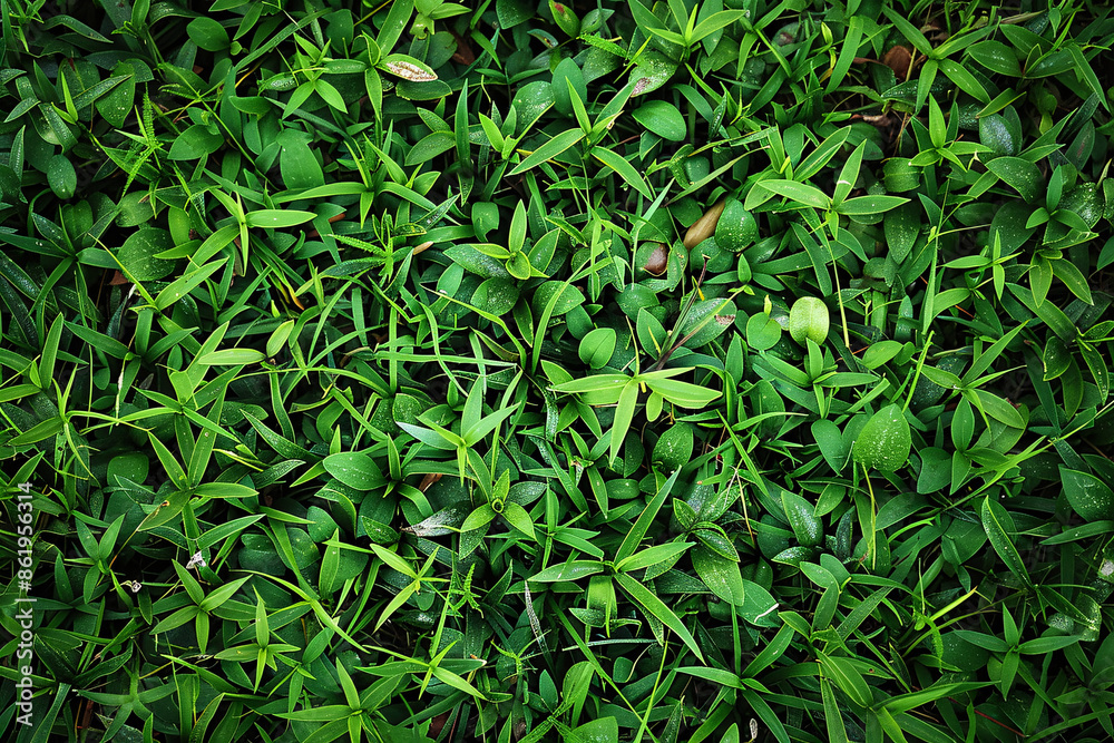 Fototapeta premium grass texture pattern background