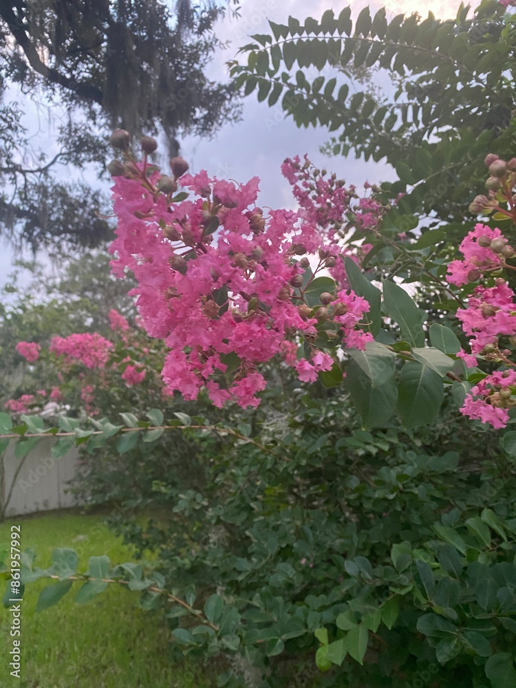 bloom bloom