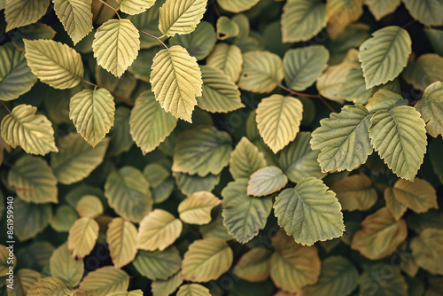 leaves texture pattern background