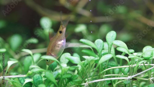 Aquarium fish eats the algae that grows on the leaves of Glossostigma Elatinoides. Macro view fish fry longtail barb Pethia Conchonius. Tropical freshwater aquarium tank photo