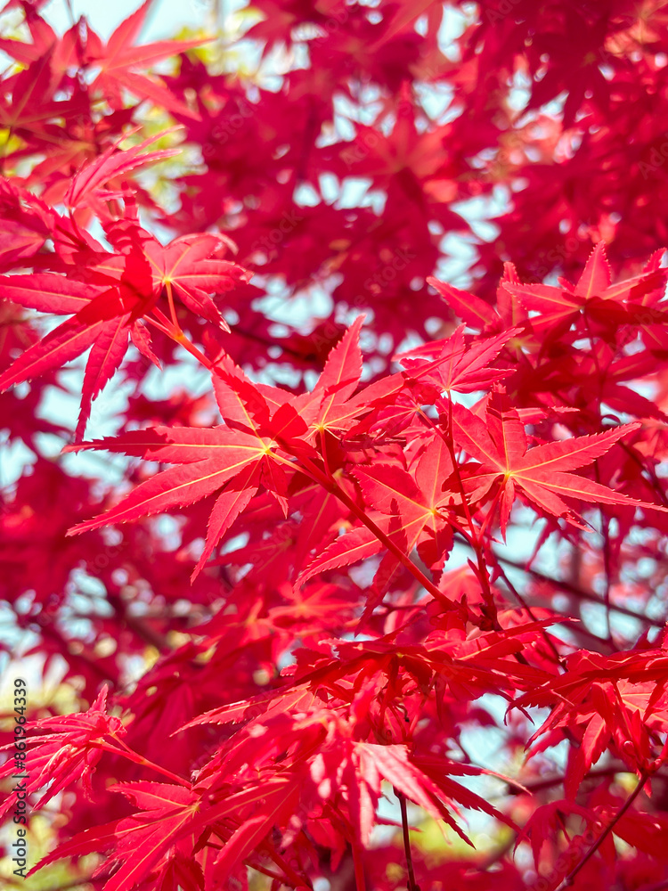 red christmas tree