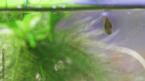 Fish fry longtail barb Pethia Conchonius macro view. Tropical freshwater aquarium tank, natural plant Pistia. Macro view, shallow depth of field