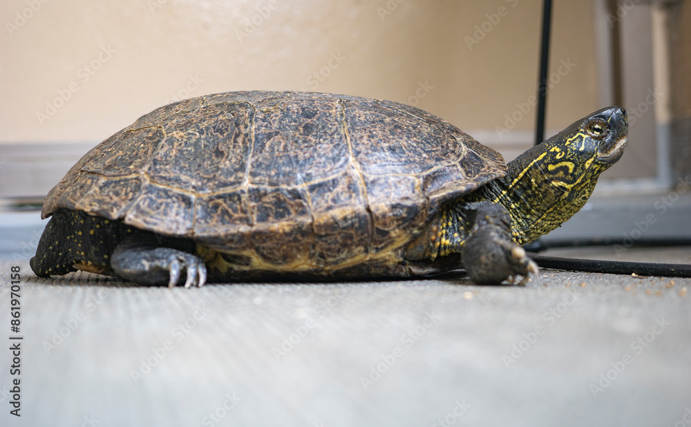 Obraz premium ベランダのクサガメ