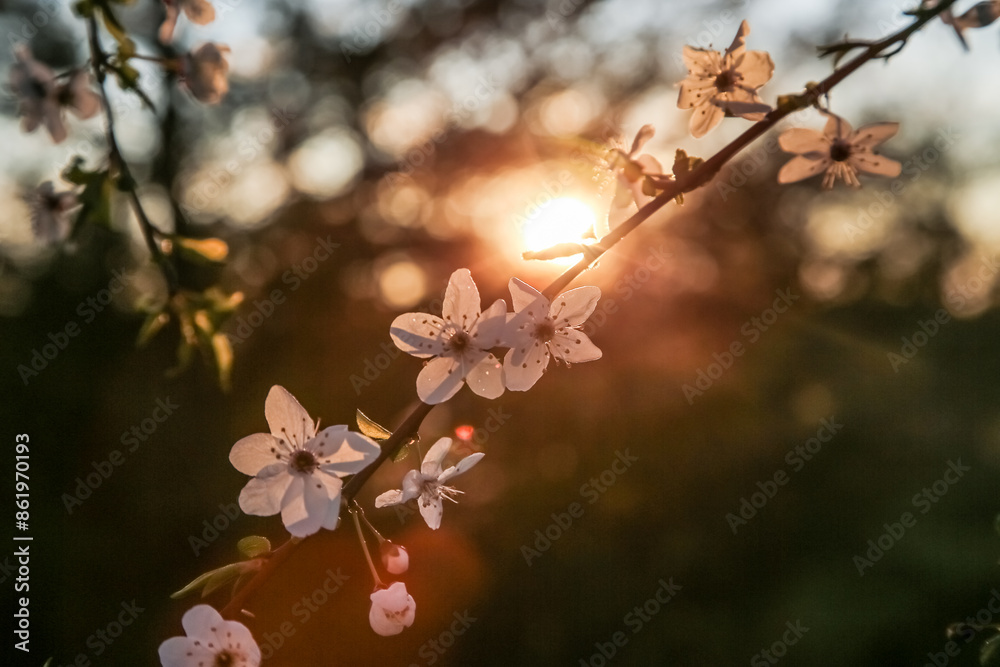 White blooming cherry trees. Sunset rays of the sun shine through the branches. Blooming trees in the park. White blooming cherry trees. Sunset rays of the sun shine through the branches. Blooming trees in the park.