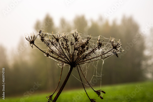 A spiders web covered in dew spun around a dead head of Cow Parsley