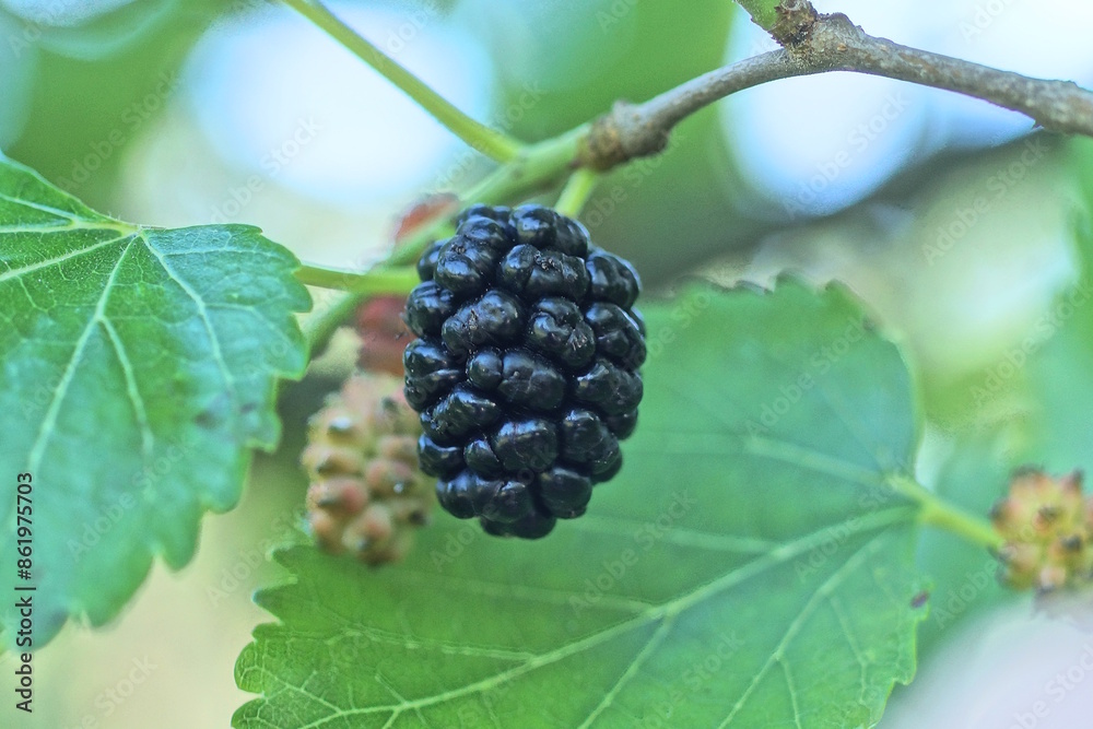 one black ripe mulberry on a tree branch with green leaves in a summer garden one black ripe mulberry on a tree branch with green leaves in a summer garden