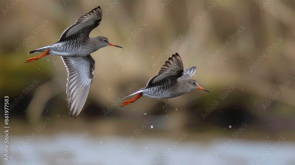 Redshank birds in flight