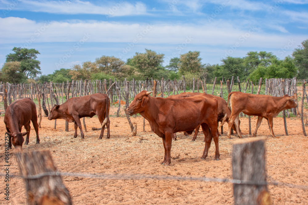 livestock cattle held in a pen at the farm ranch in africa livestock cattle held in a pen at the farm ranch in africa