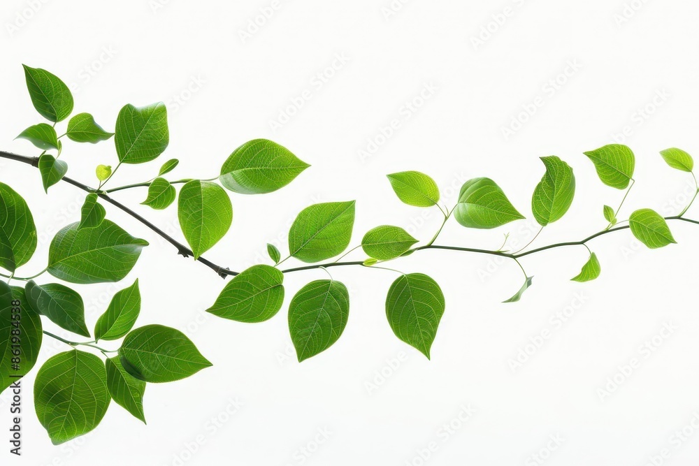 dynamic botanical arc sweeping curve of vibrant green leaves and delicate stems conveying growth and vitality against a clean white background dynamic botanical arc sweeping curve of vibrant green leaves and delicate stems conveying growth and vitality against a clean white background
