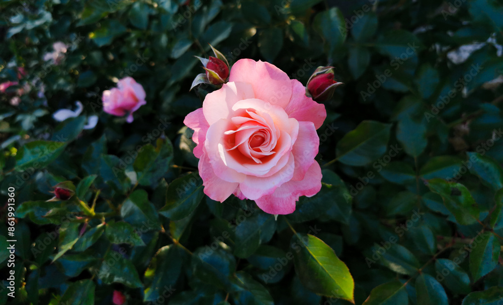 Rosa Sabina illuminata dal sole Rosa lucieae Franch. & Rochebr. ex Crép.