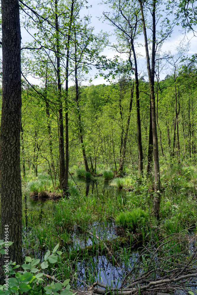 Fototapeta premium Wetland in spring, green grass, moss, ferns. Vegetation is reflected in the water. Poland, Europe.
