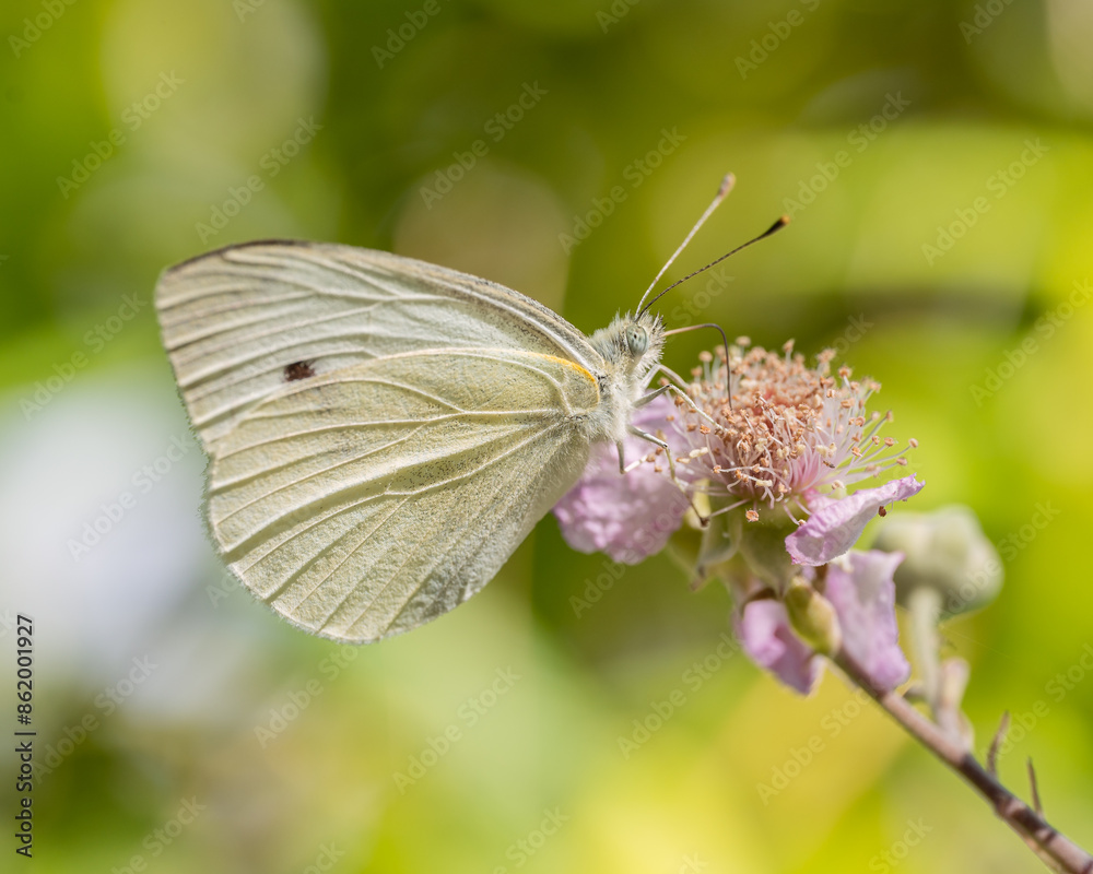 Pieris mannii, butterfly