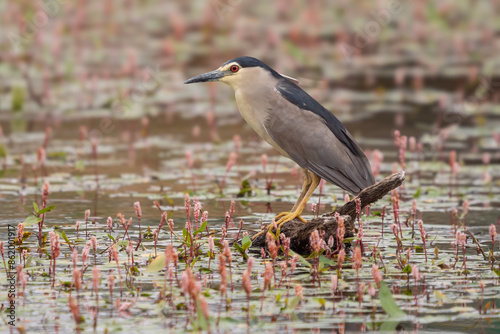 Night Heron, Nycticorax nycticorax, in a wetland prepared for fishing.