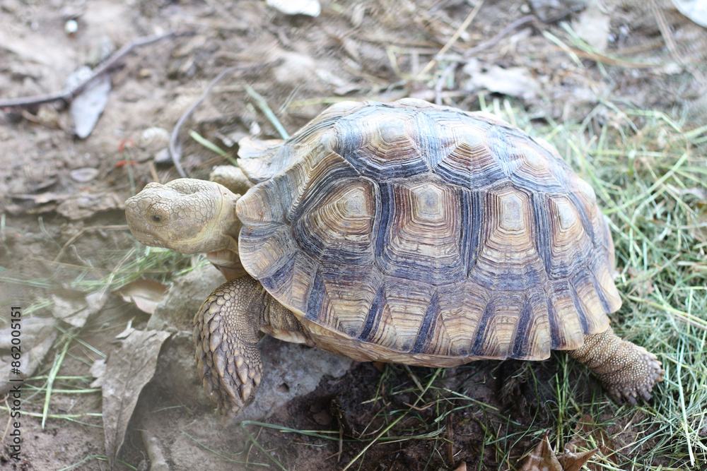 turtle is walking in the grass turtle is walking in the grass