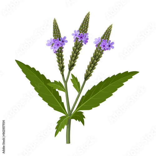 Vector illustration of Verbena hastata, commonly known as American vervain, blue vervain, or swamp verbena, isolated on white background.