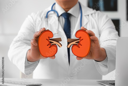 Mature doctor with paper kidneys in clinic, closeup