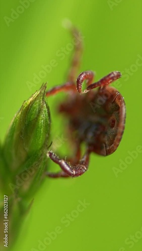 Tick Or Ixodes Ricinus Waiting For Its Victim On A Grass Blade. Infectious Parasitic Insect Ixodid Tick Or Mite Crawls.