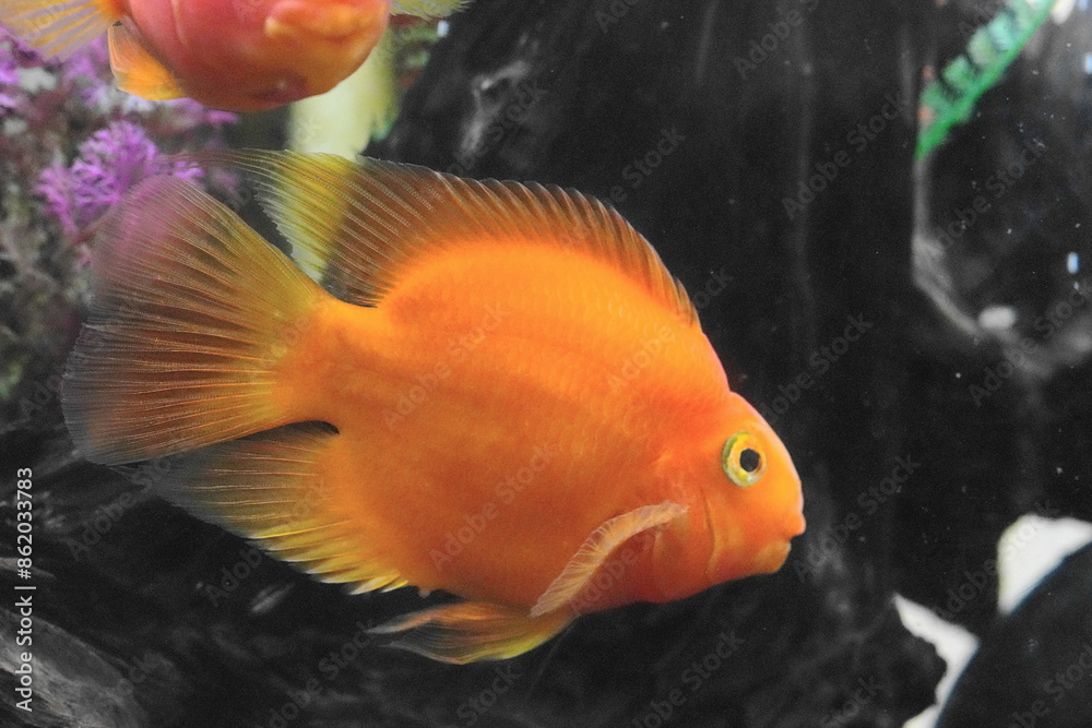 Blood Parrot Cichlids, often simply called Blood Parrots, are a type of hybrid aquarium fish. They are known for their vibrant colors and distinctive appearance.|血鸚鵡魚