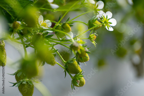 Dutch glass greenhouse, cultivation of strawberries, rows with growing strawberries plants