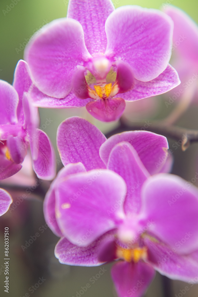 Close-up of a pink phalaenopsis orchid flowers Close-up of a pink phalaenopsis orchid flowers