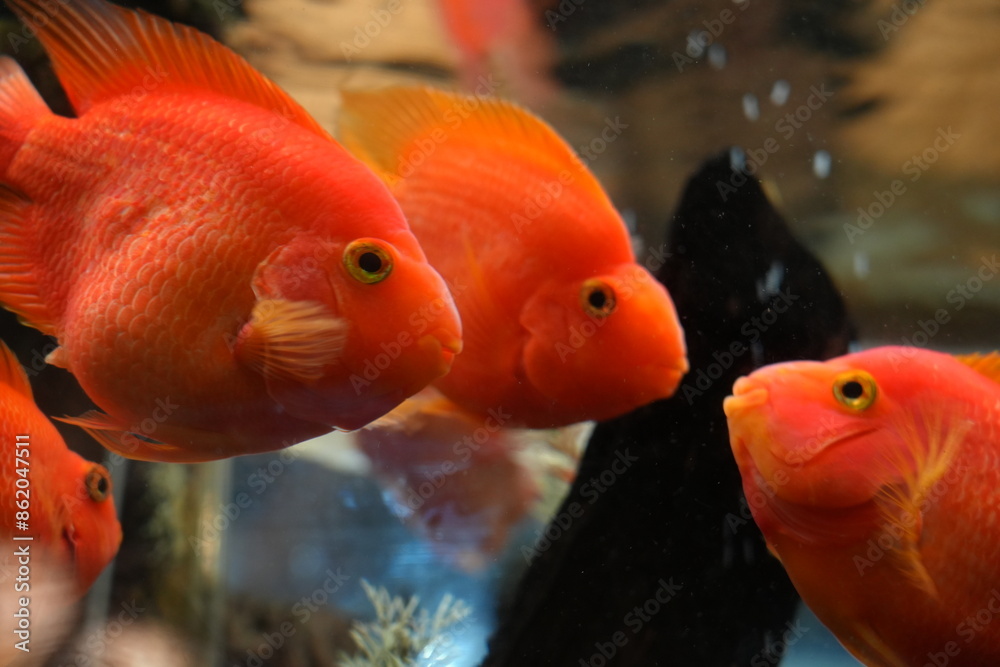 Blood Parrot Cichlids, often simply called Blood Parrots, are a type of hybrid aquarium fish. They are known for their vibrant colors and distinctive appearance.|血鸚鵡魚 Blood Parrot Cichlids, often simply called Blood Parrots, are a type of hybrid aquarium fish. They are known for their vibrant colors and distinctive appearance.|血鸚鵡魚