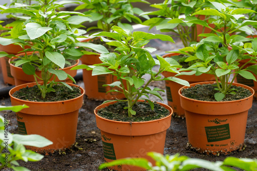 Young plants of aromatic Thai basil herb in greenhouse, cultivation of eatable plants and flowers, decoration for exclusive dishes in premium gourmet restaurants