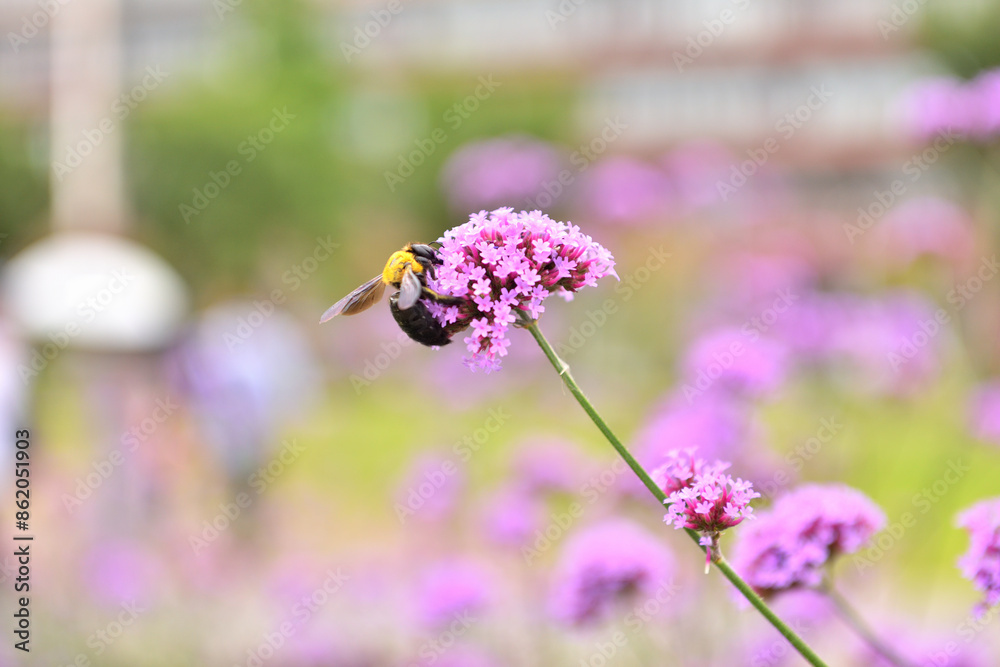Obraz premium ニラの花の蜜を吸うクマバチ
