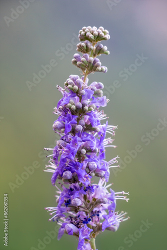 A beautiful flower of chaste tree. Vitex agnus-castus. Purple flowers isolated on nature background. photo