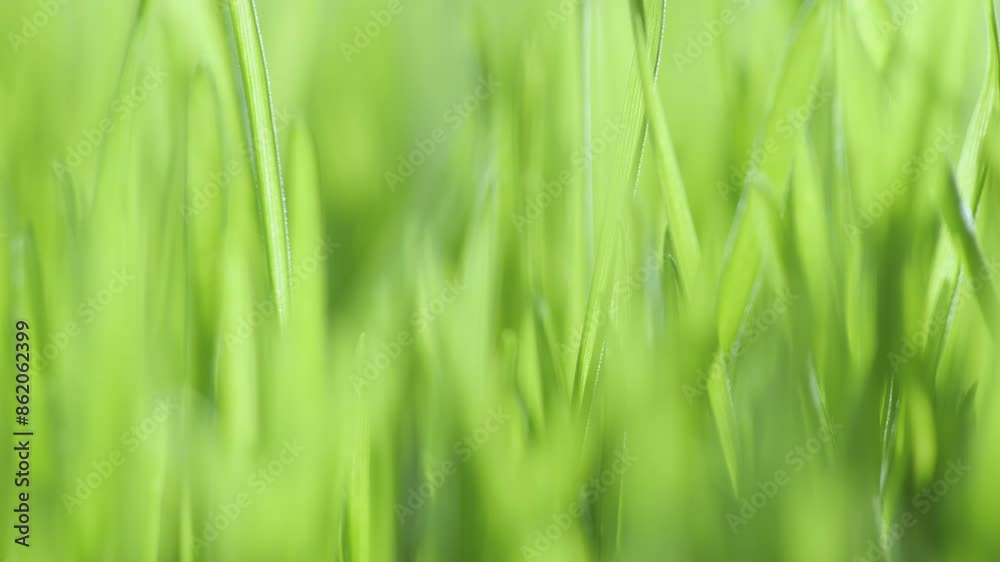 Lush green grass. Spring morning in nature, sun breaks through the stalks of grass. 4K Lush green grass. Spring morning in nature, sun breaks through the stalks of grass. 4K