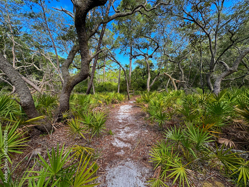 Trail through the woods in Florida - Grayton Beach photo