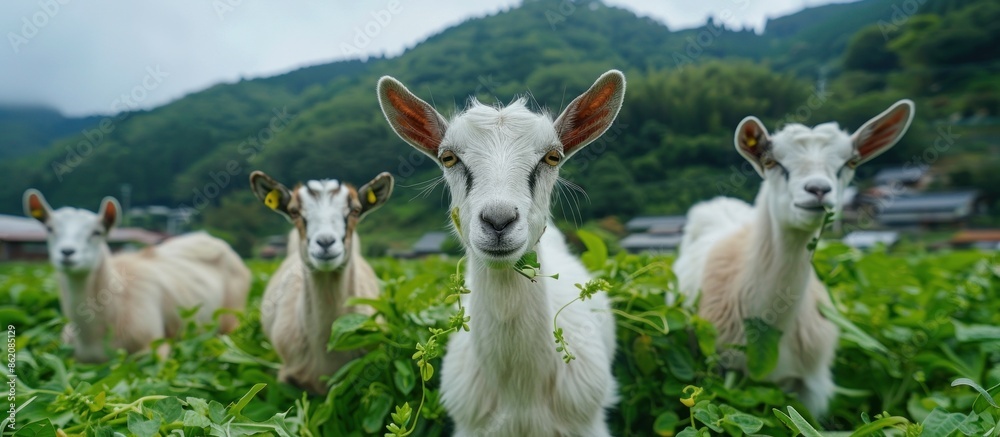 Fototapeta premium Goats Grazing in a Lush Meadow
