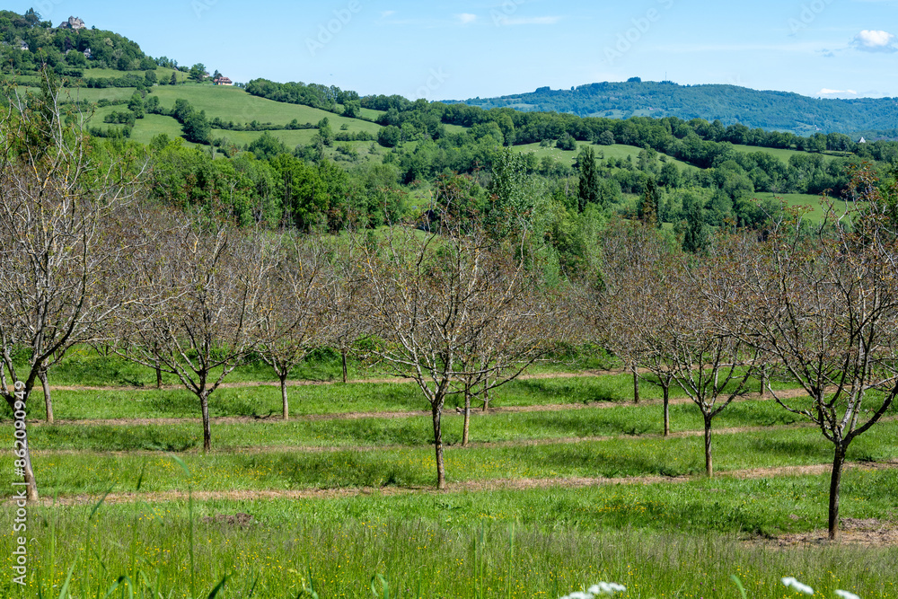 Plantation of high-quality PDO certified walnuts trees in Perigord Limousin Regional Natural Park, Dordogne, France in spring Plantation of high-quality PDO certified walnuts trees in Perigord Limousin Regional Natural Park, Dordogne, France in spring