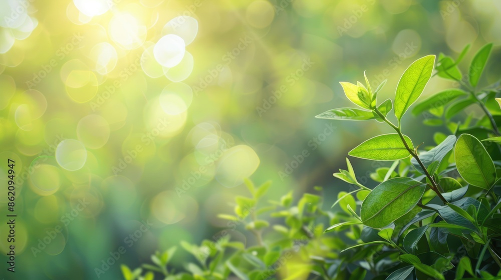 Green foliage on blurred background with sunlight and room for text product presentation mock up highlighting the environment and eco friendly idea Green foliage on blurred background with sunlight and room for text product presentation mock up highlighting the environment and eco friendly idea