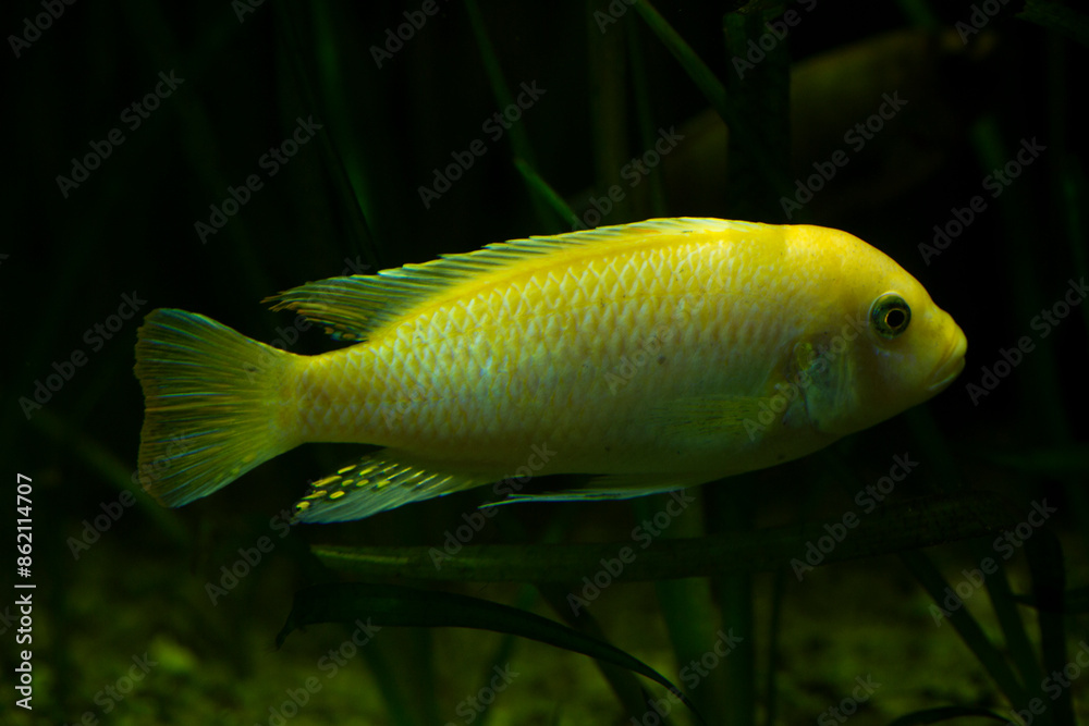 The Scrapermouth mbuna (Labeotropheus trewavasae). The Scrapermouth mbuna (Labeotropheus trewavasae).
