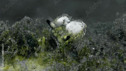 The nudibranch sits on the sea floor among hydroids and algae and feeds. Greenish Plakobranchus (Plakobranchus sp.) 25 mm, Indonesia. ID: dark dots, surrounded by green pigment. photo