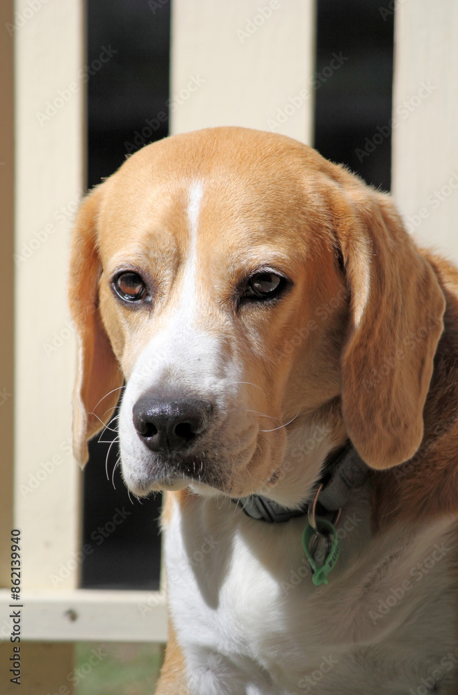 Beagle dog animal sitting in front of a light-coloured fence Beagle dog animal sitting in front of a light-coloured fence