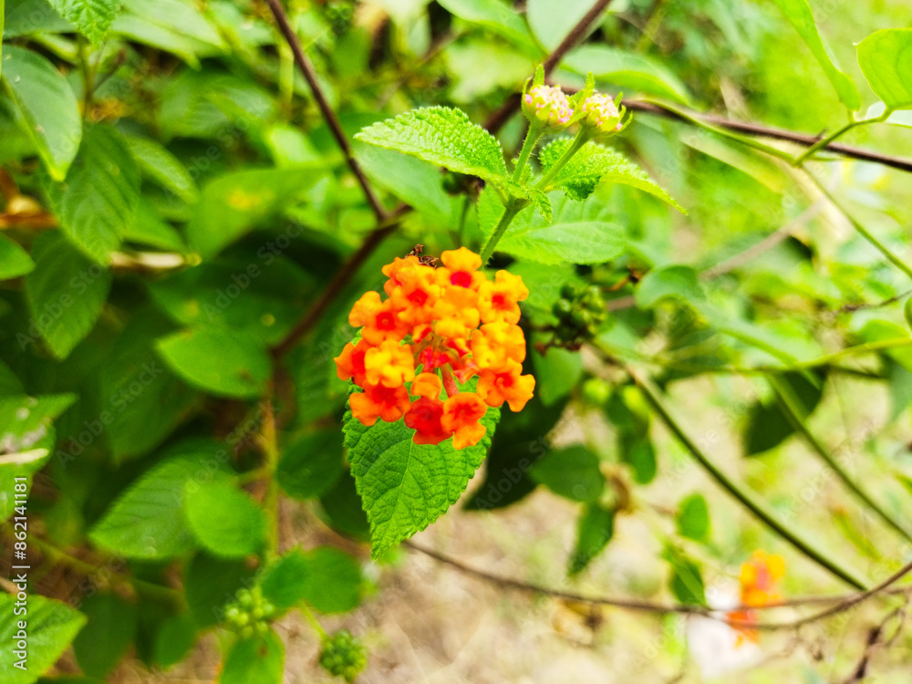 Lantana urticoides is a wild plant that has a beautiful orange color and green and black seeds. Lantana urticoides is a wild plant that has a beautiful orange color and green and black seeds.