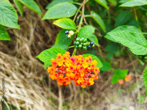 Lantana urticoides is a wild plant that has a beautiful orange color and green and black seeds. photo