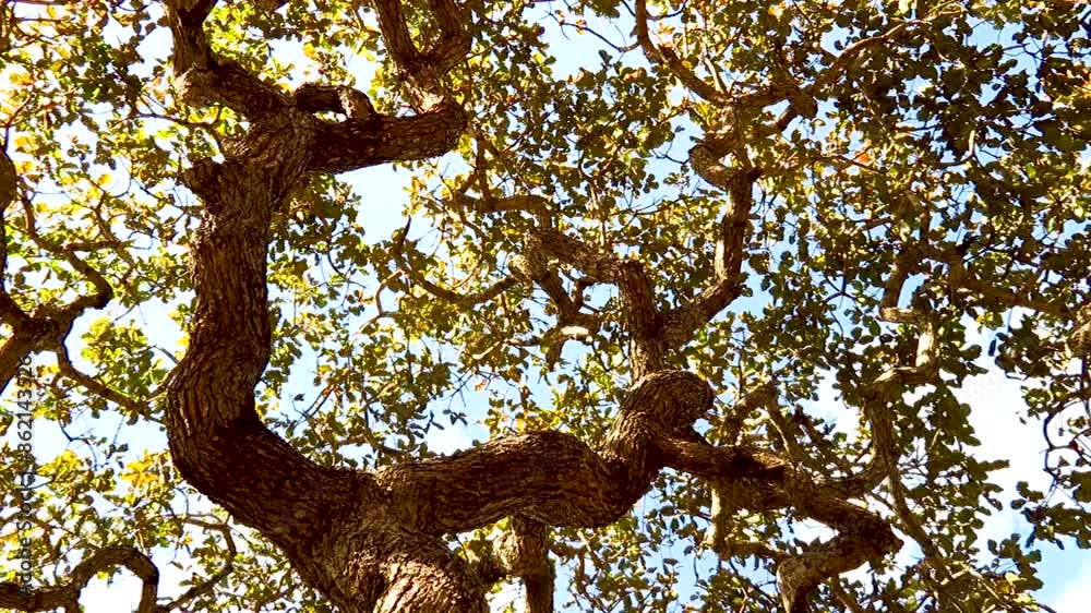 Typical pequi caryocar brasiliense tree with twisted trunk typical of the Brazilian cerrado biome